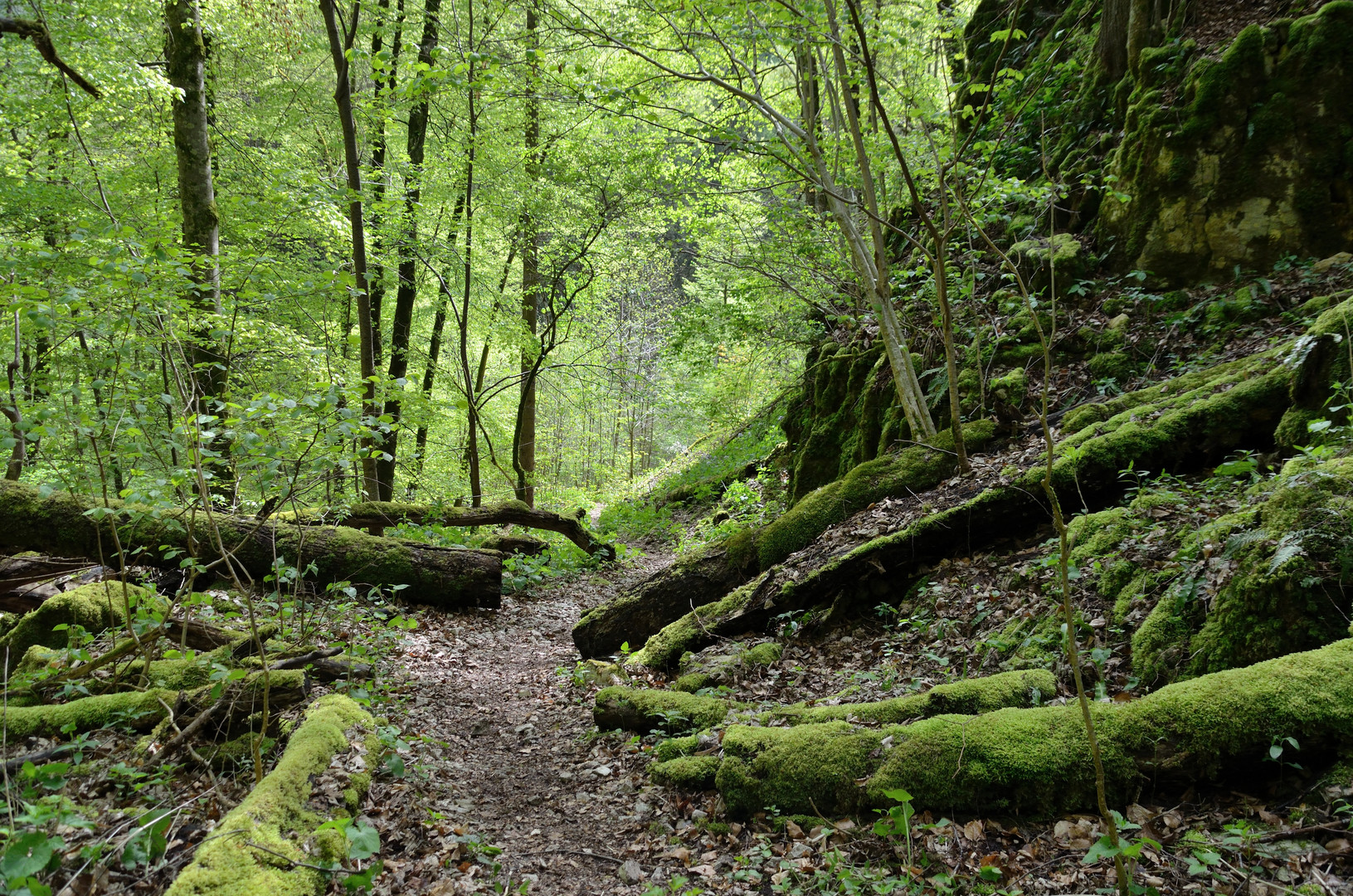 Maigrün im Urwald