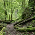 Maigrün im Urwald