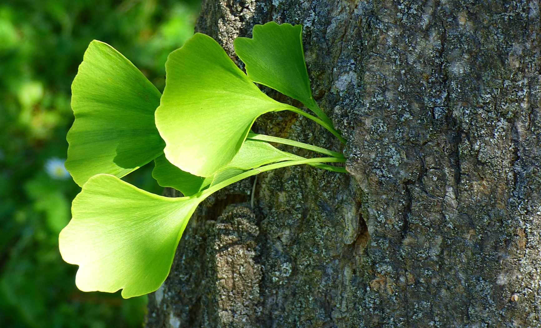 Maigrün sind die jungen Ginkgoblätter.