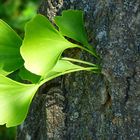 Maigrün sind die jungen Ginkgoblätter.