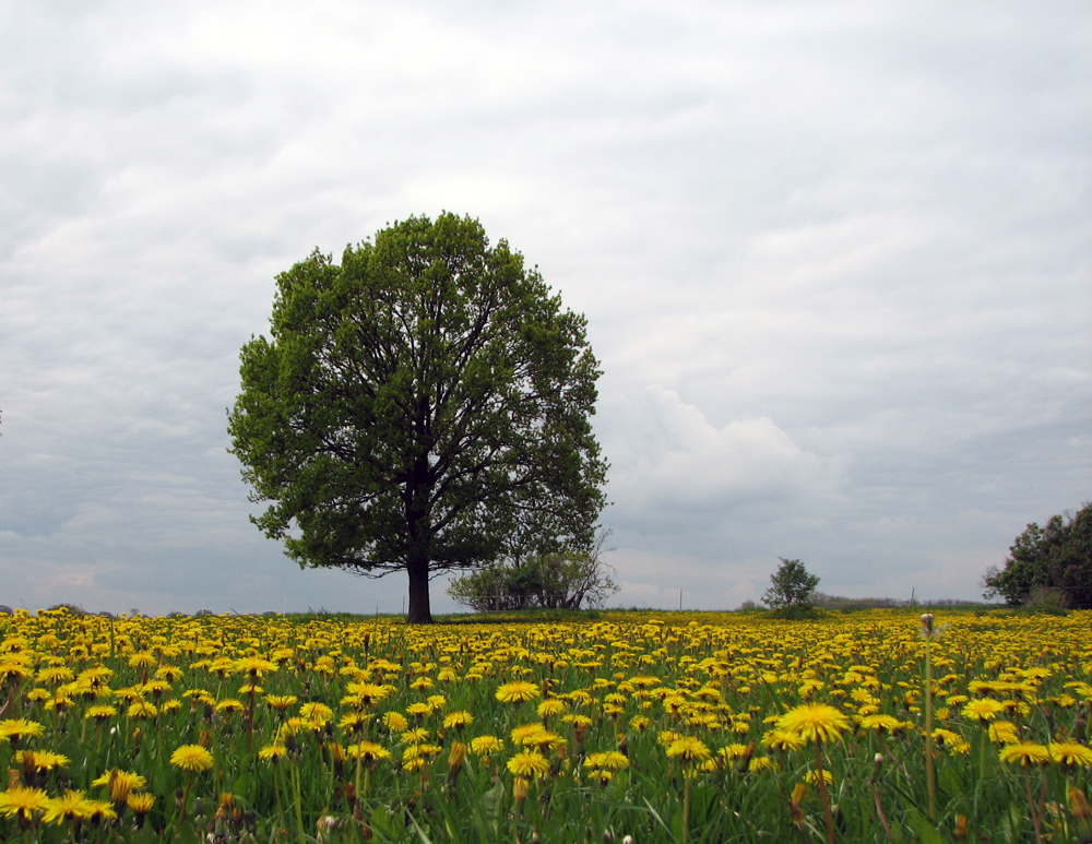 MaigrünesGelb