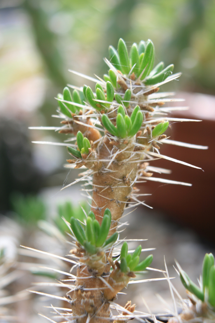 Maihuenia poeppigii