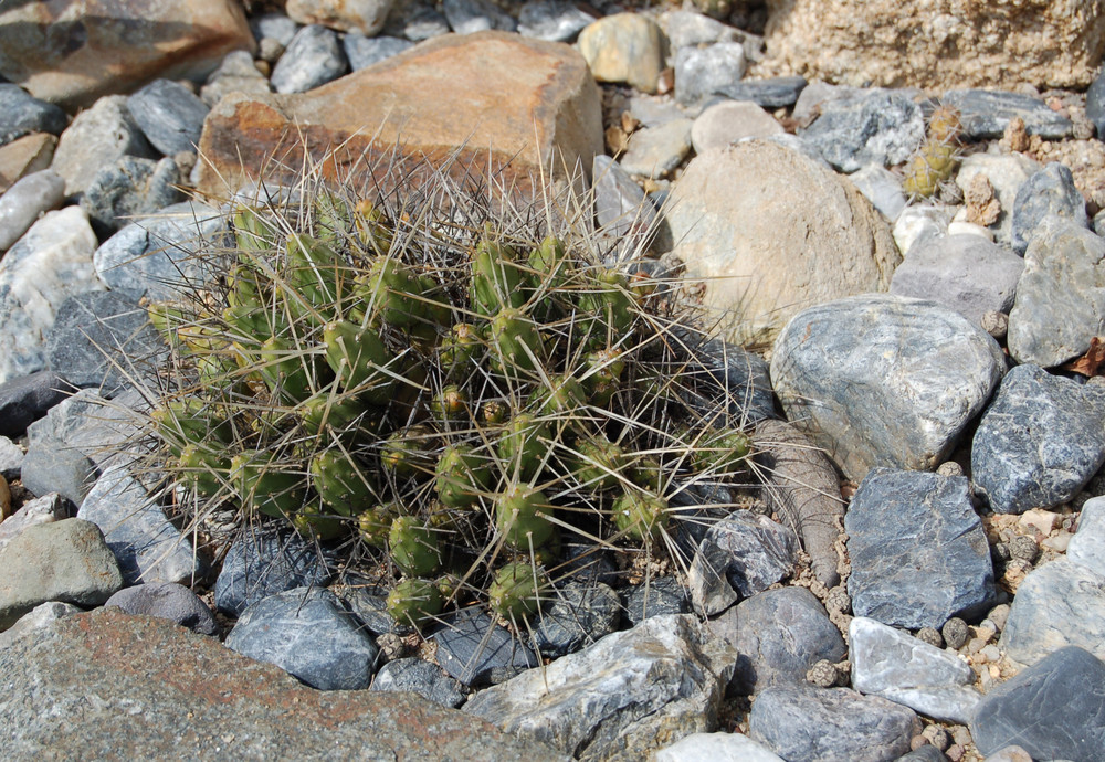 Maihueniopsis glomerata