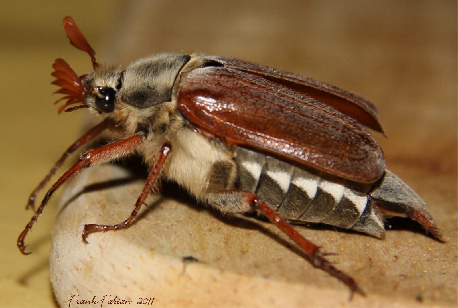 MaiKäfer (1) Foto & Bild tiere, wildlife, insekten Bilder auf