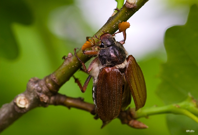 Maikäfer