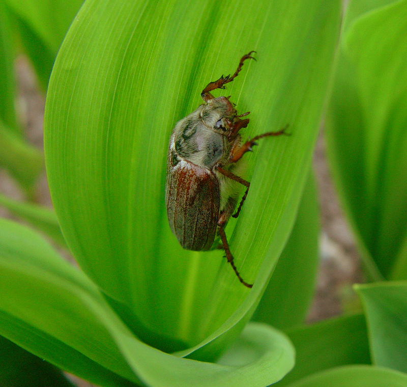 Maikäfer