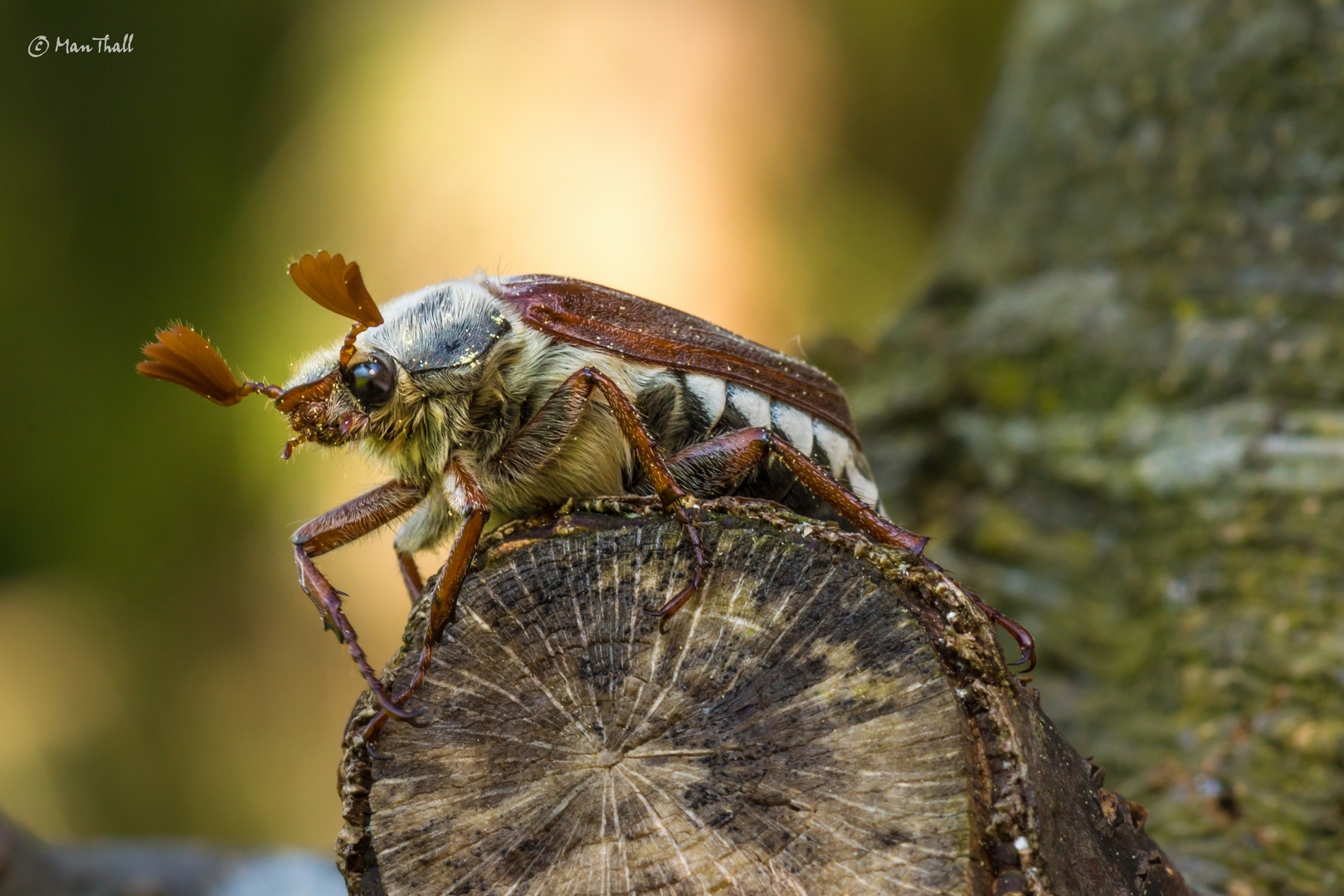 Maikäfer