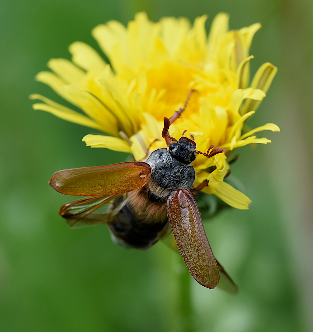 Maikäfer