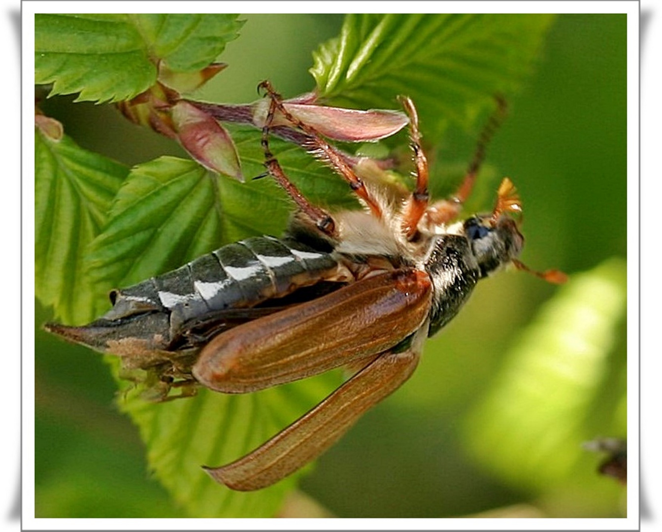 Maikäfer