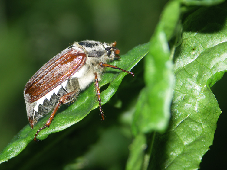 Maikäfer