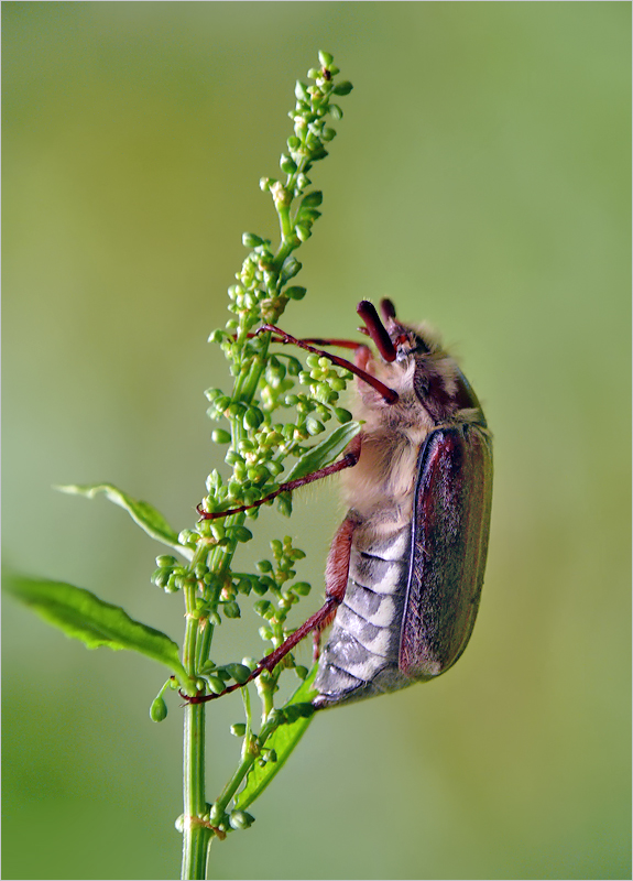 Maikäfer