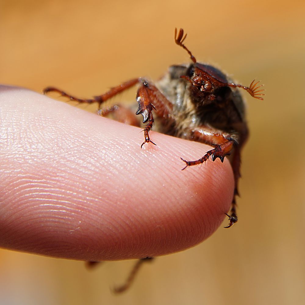 Maikäfer am Finger