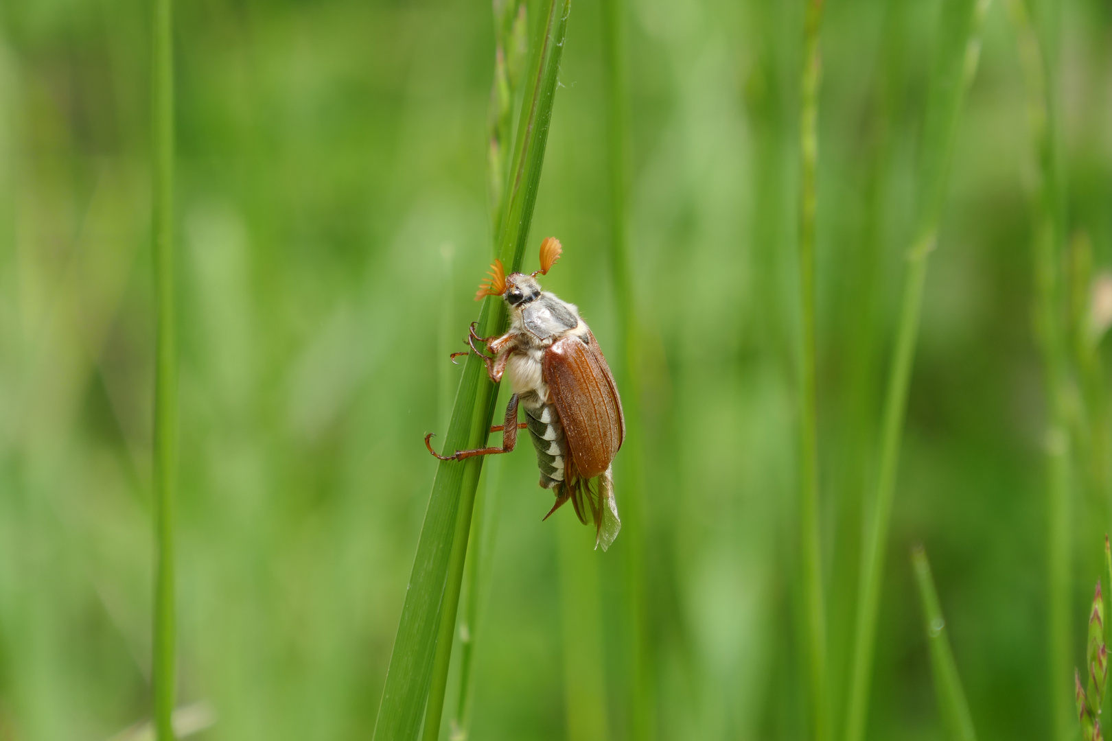 Maikäfer am Halm, Sologne, Frankreich