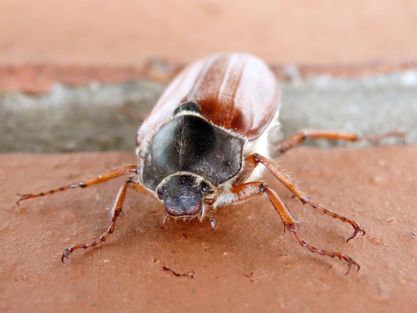 Maikäfer auf der Hauswand