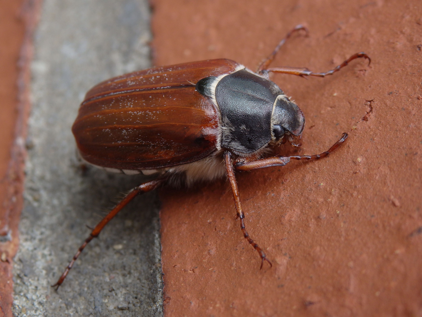 Maikäfer auf der Hauswand