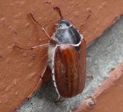 Maikäfer auf der Hauswand