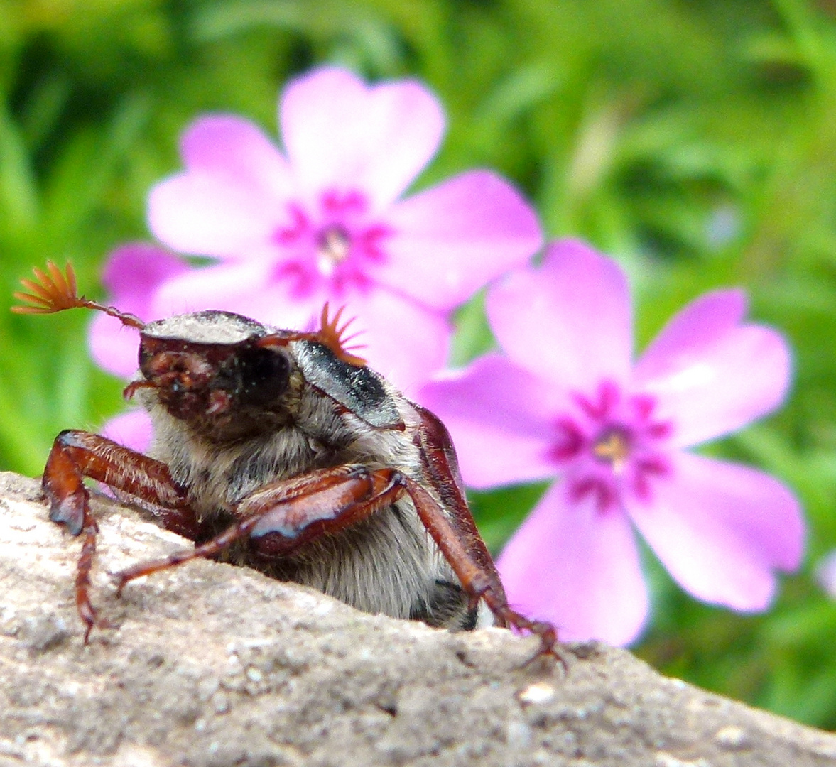 Maikäfer auf Entdeckungsreise