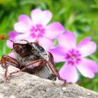 Maikäfer auf Entdeckungsreise