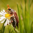 Maikäfer auf Gänseblümchen