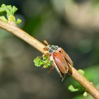 Maikäfer auf Ginkgobaum