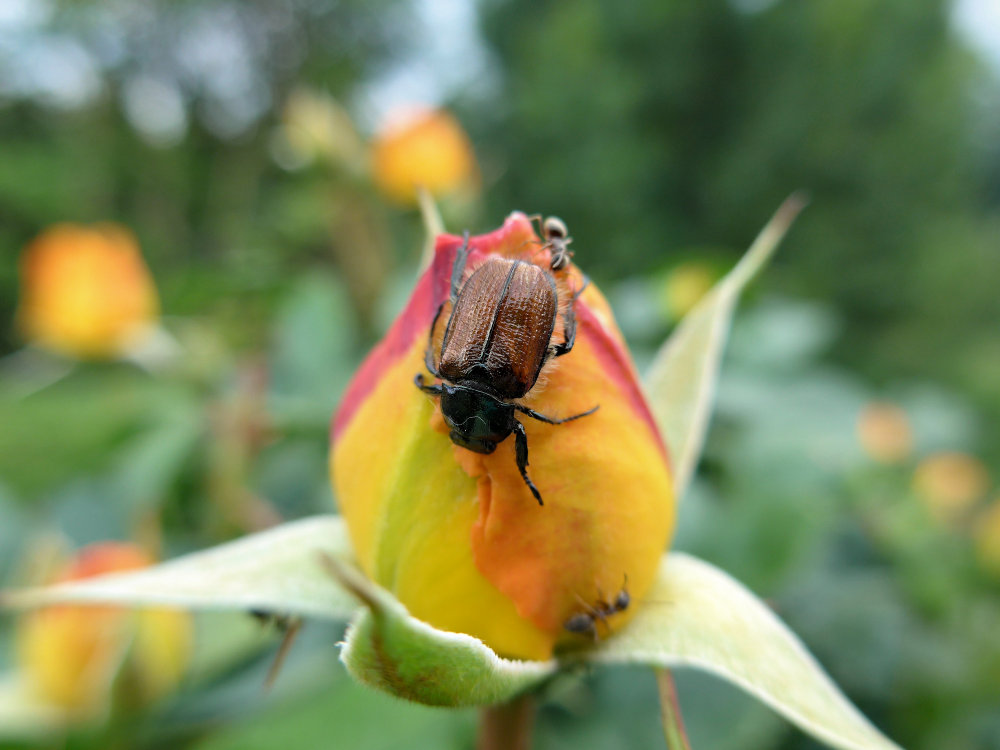 Maikäfer auf Rose