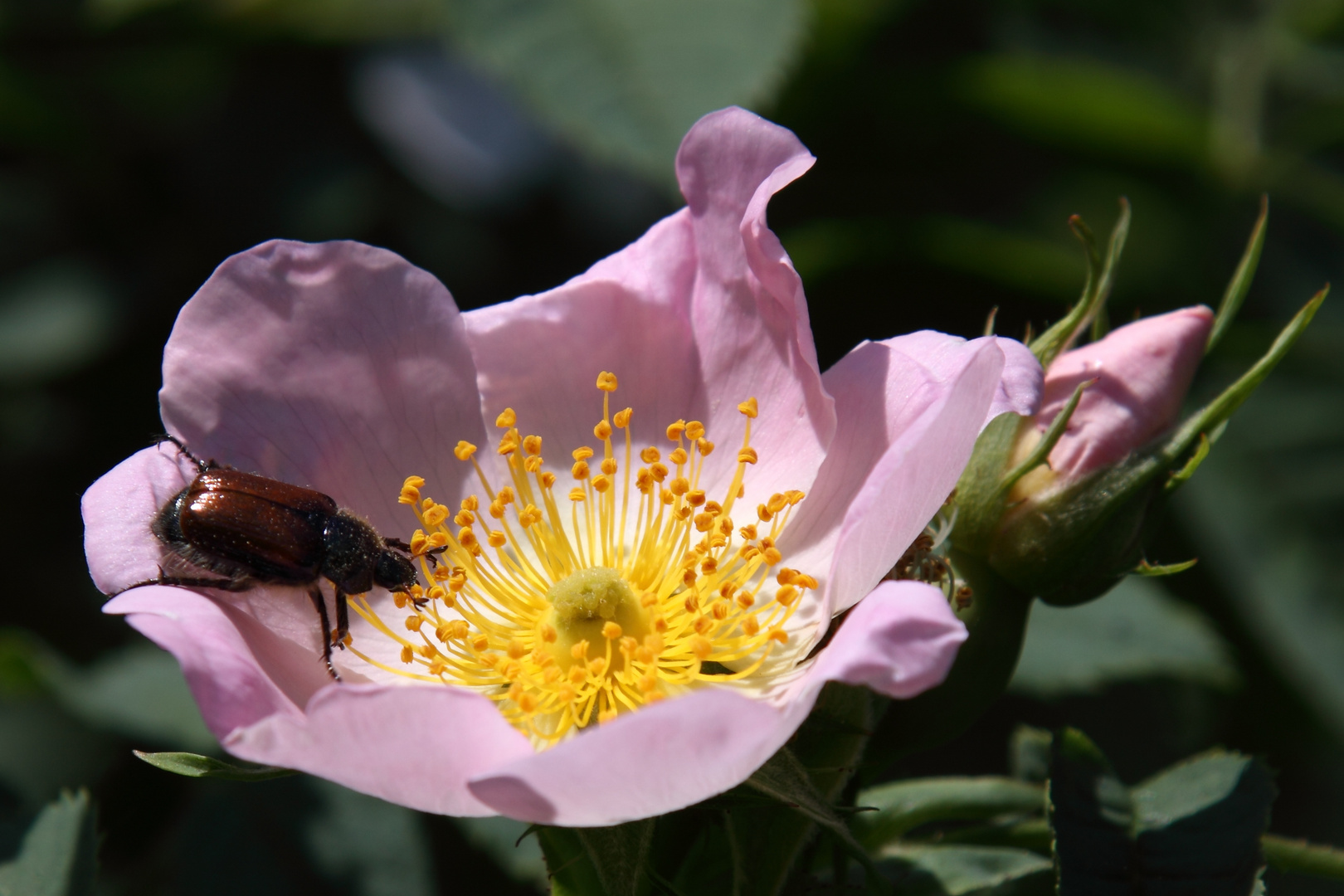 Maikäfer auf Wildrose