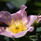 Maikäfer auf Wildrose