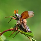 Maikäfer bei der Landung