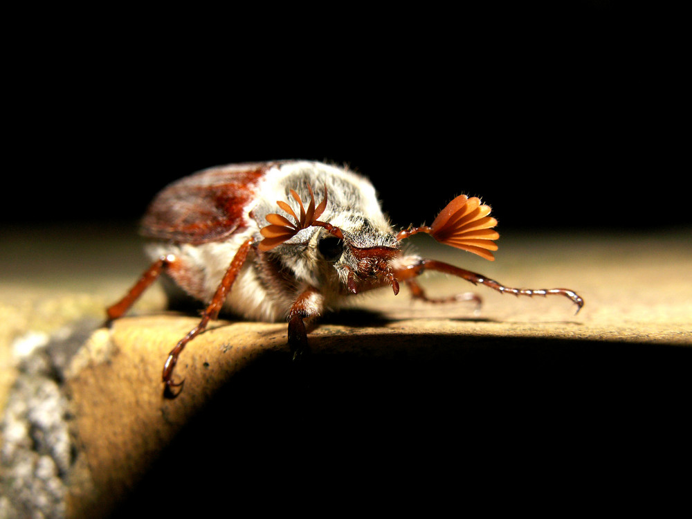 Maikäfer bei Nacht