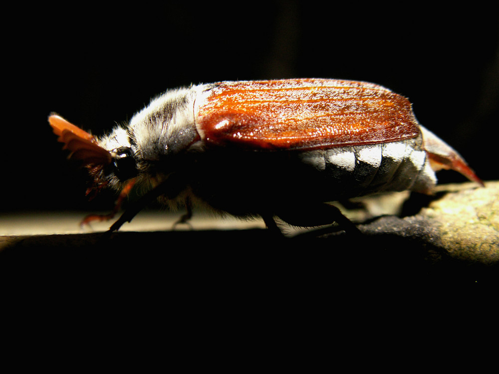 Maikäfer bei Nacht, die zweite