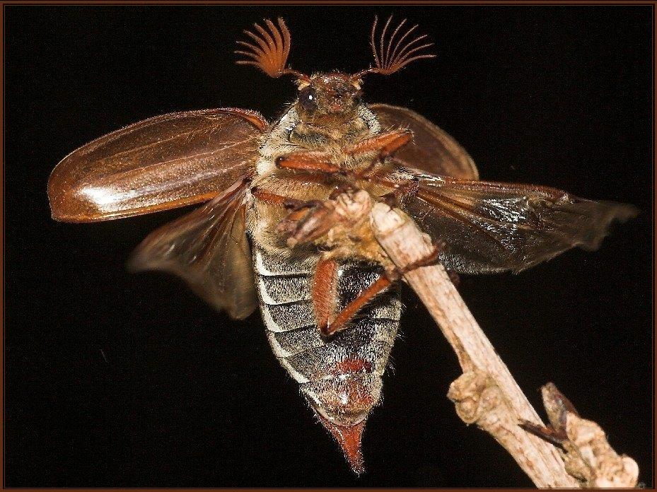 Maikäfer beim Abflug (Melolontha melolontha)