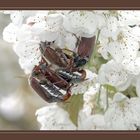 maikäfer beim sex im kirschenbaum