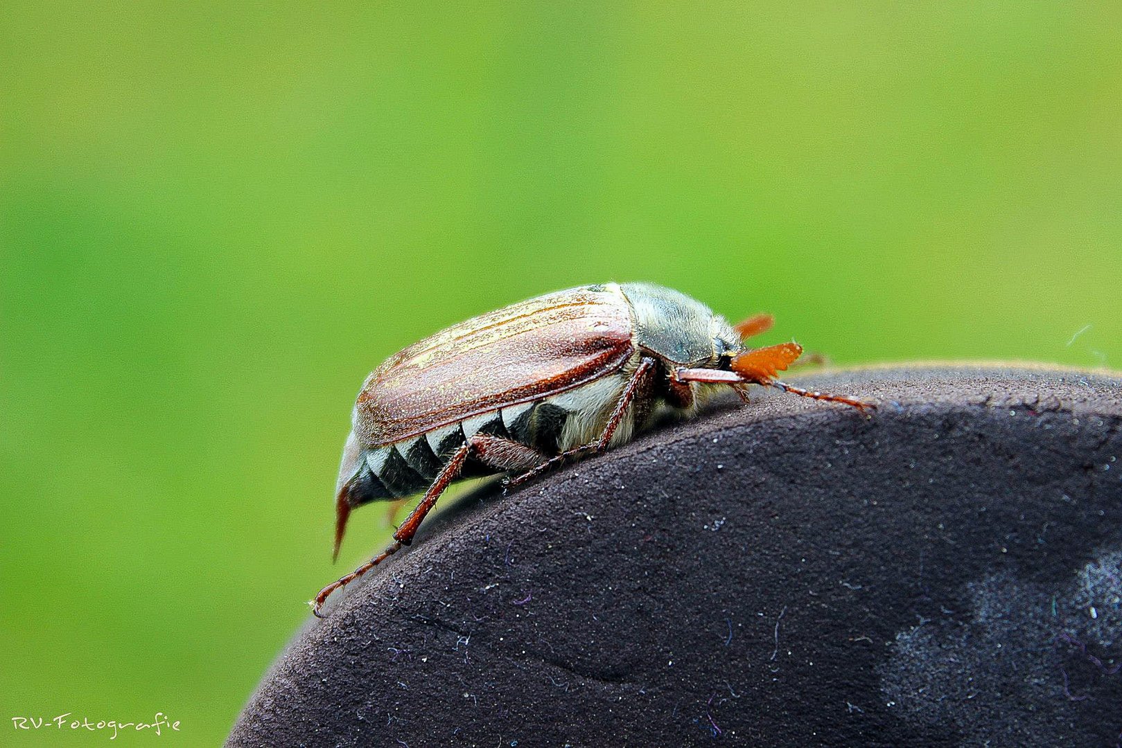 Maikäfer :)