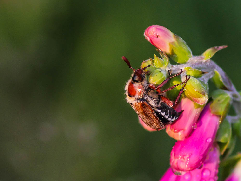 Maikäfer Foto &amp; Bild | natur, tiere, wildlife Bilder auf fotocommunity