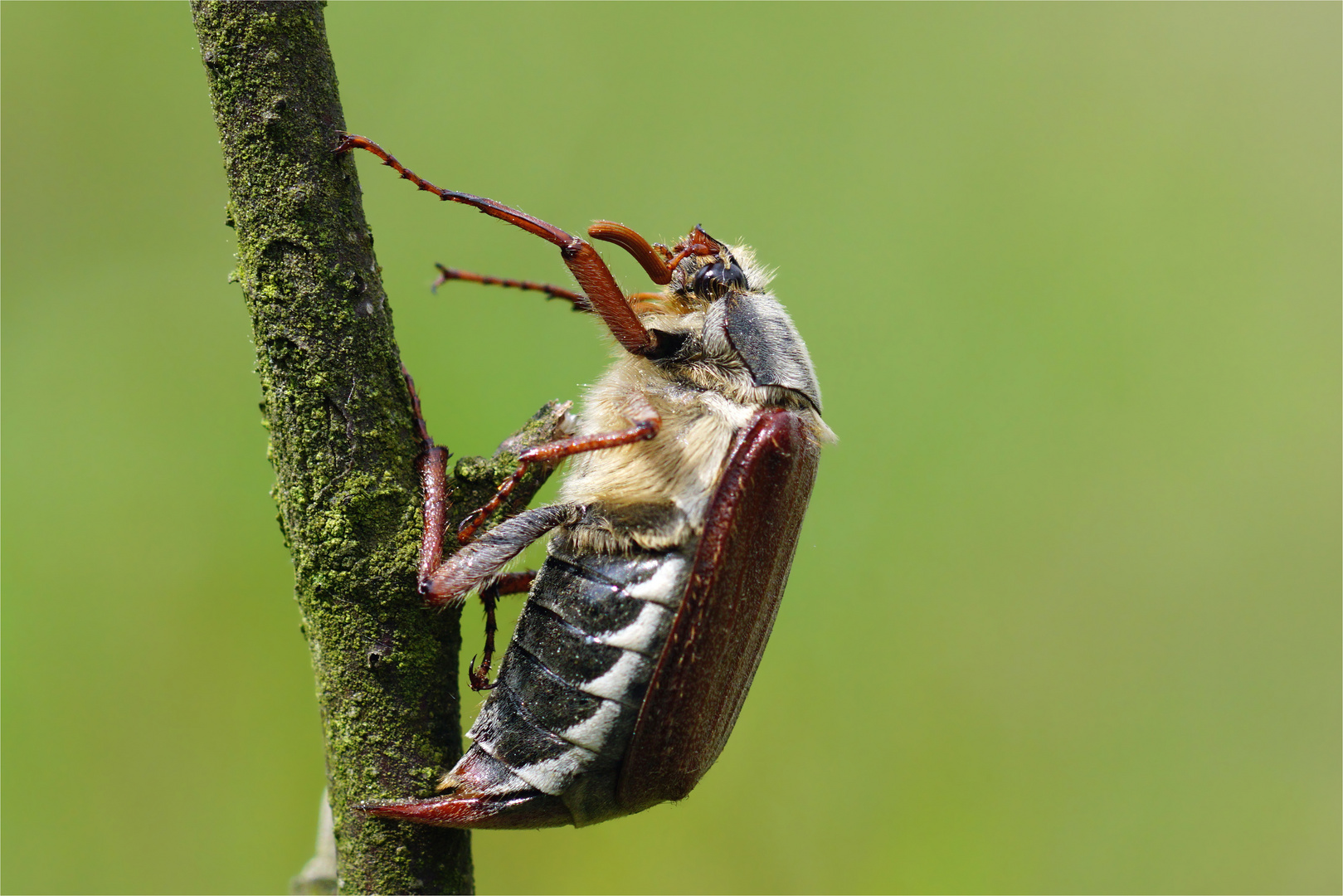 Maikäfer - Feldmaikäfer - Melolontah melolontha - Blatthornhäfer