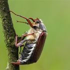 Maikäfer - Feldmaikäfer - Melolontah melolontha - Blatthornhäfer