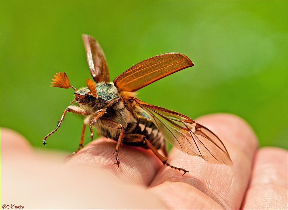 MAIKÄFER FLIEG