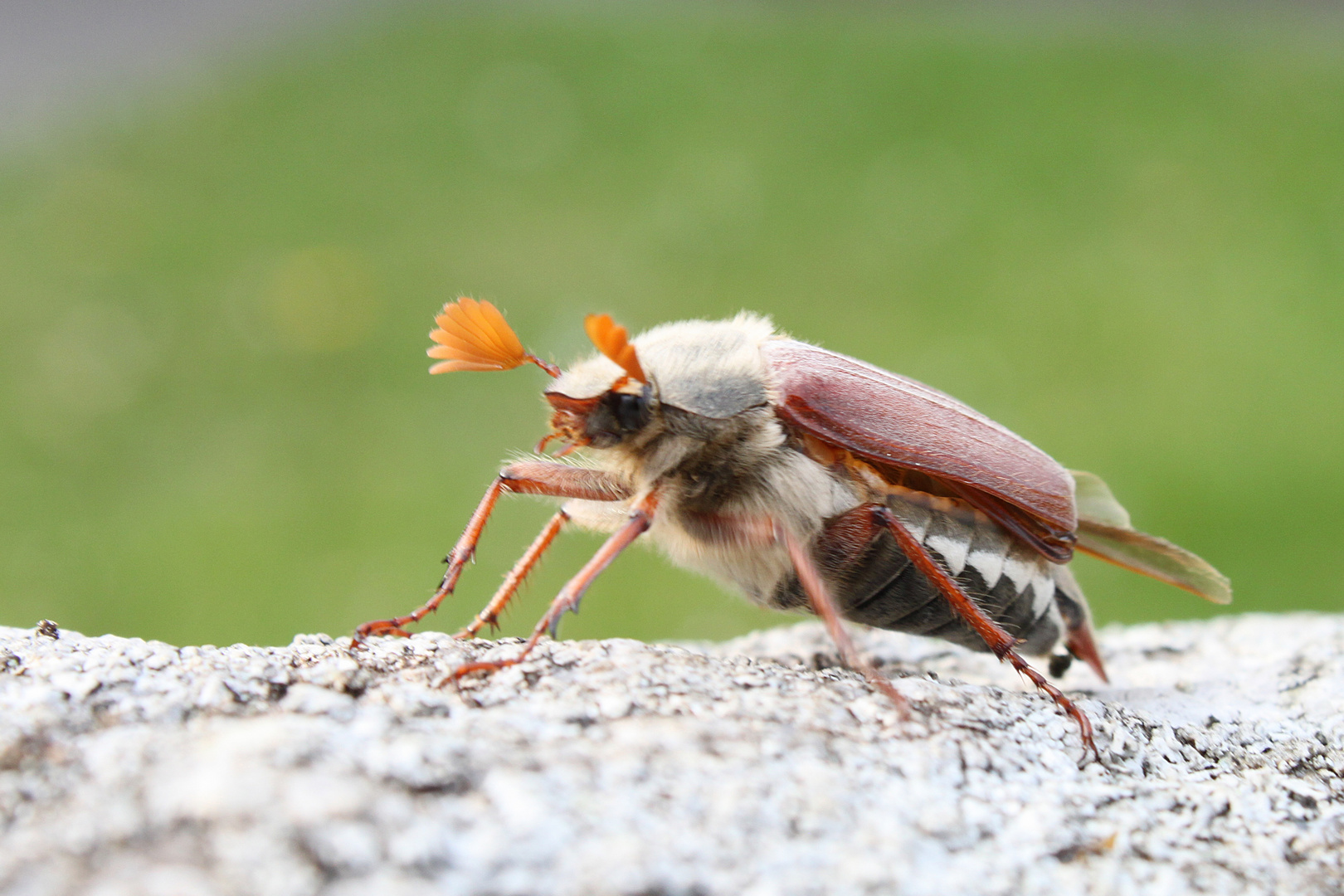 Maikäfer, flieg!