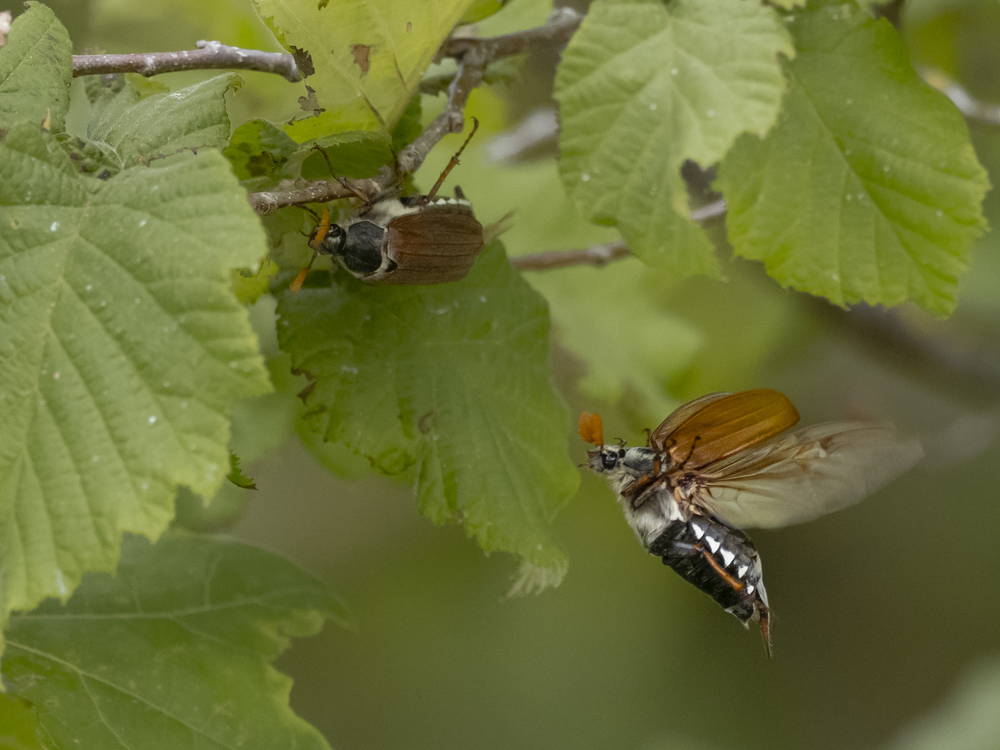 Maikäfer flieg!