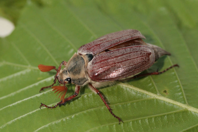 Maikäfer flieg