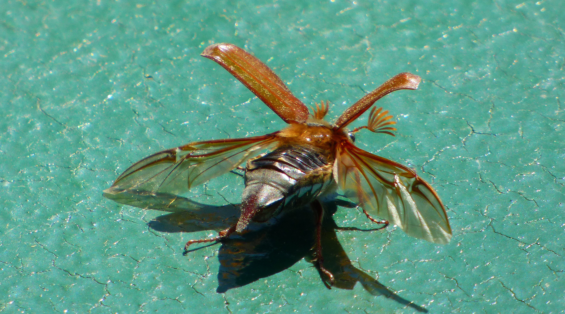 Maikäfer flieg 1