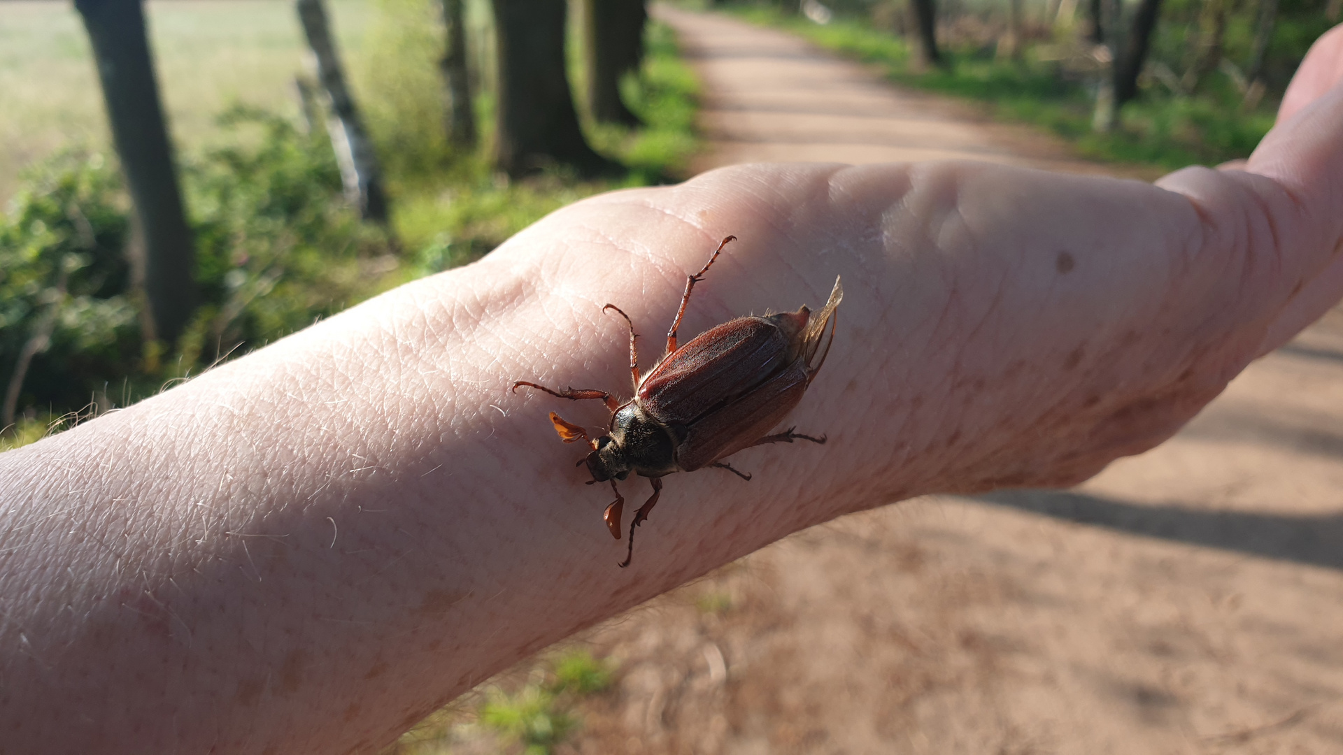 Maikäfer flieg