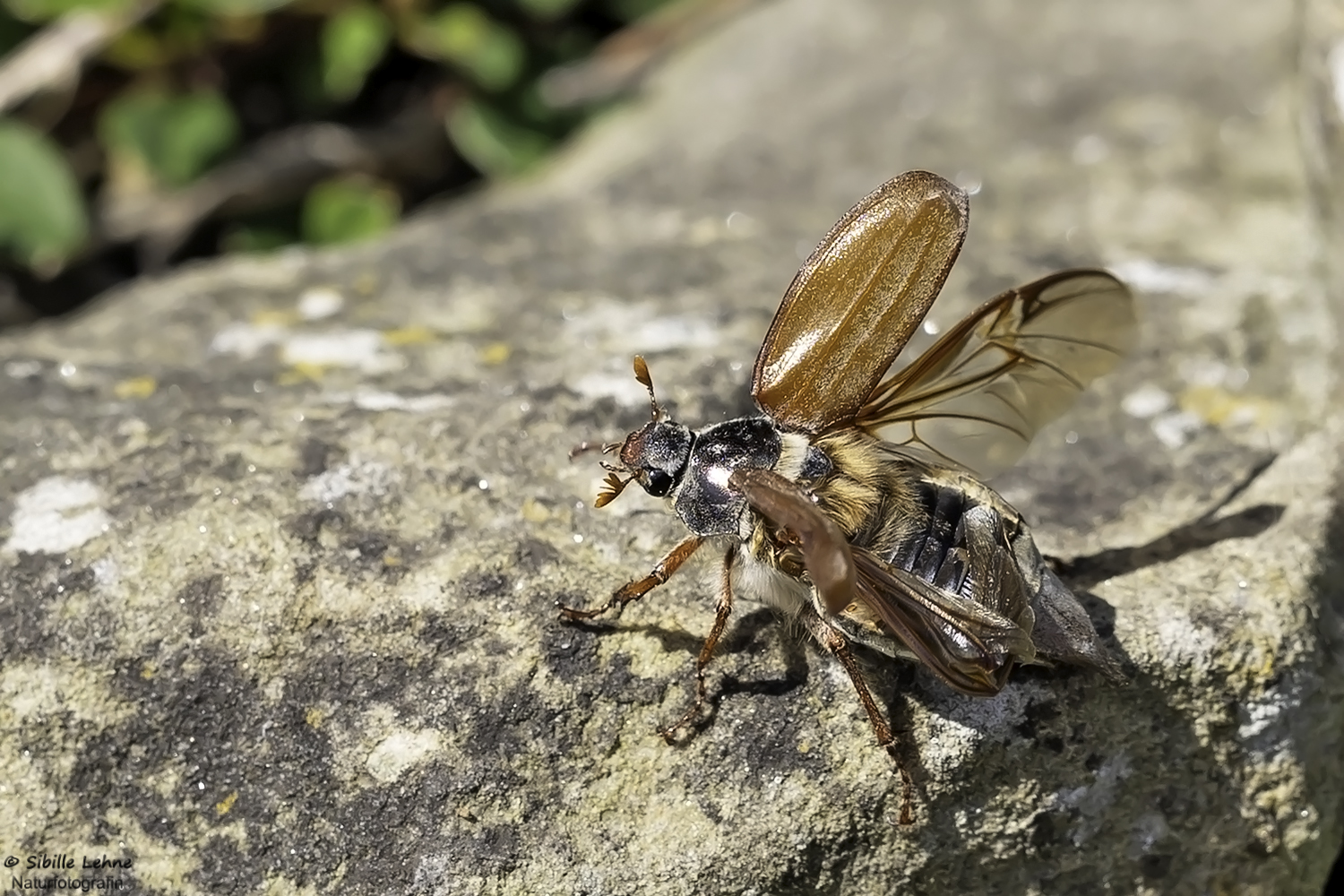 Maikäfer flieg