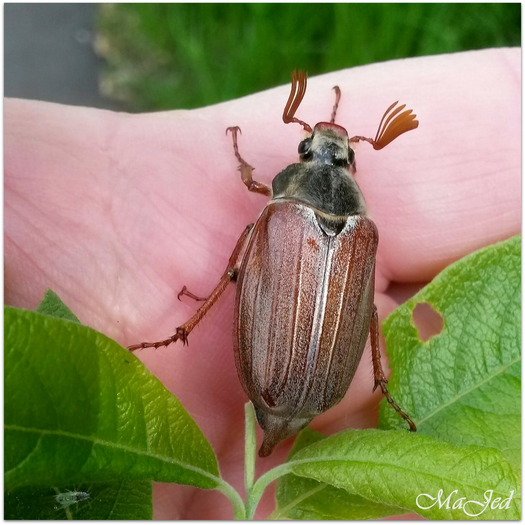 Maikäfer flieg....