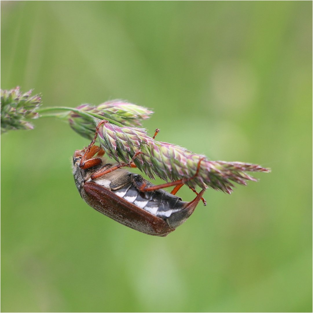 Maikäfer flieg...