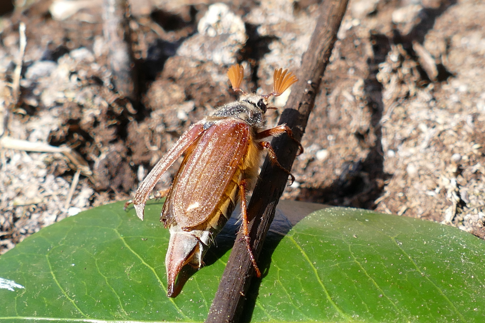 Maikäfer flieg