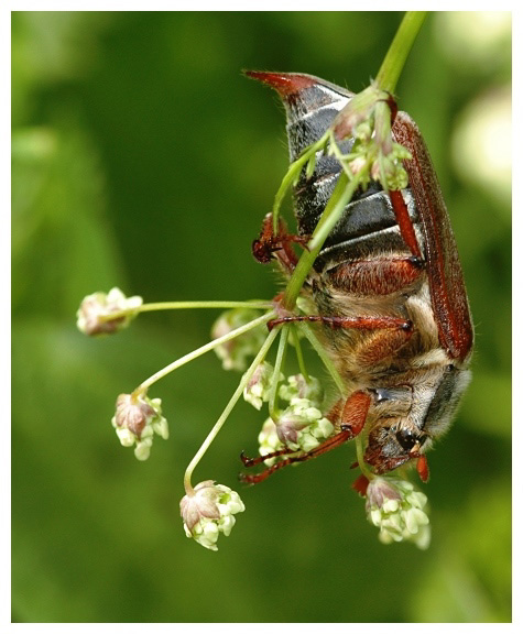 Maikäfer flieg