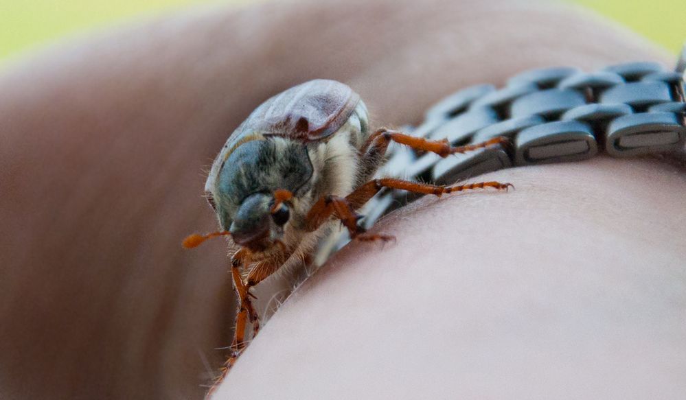 Maikäfer flieg...