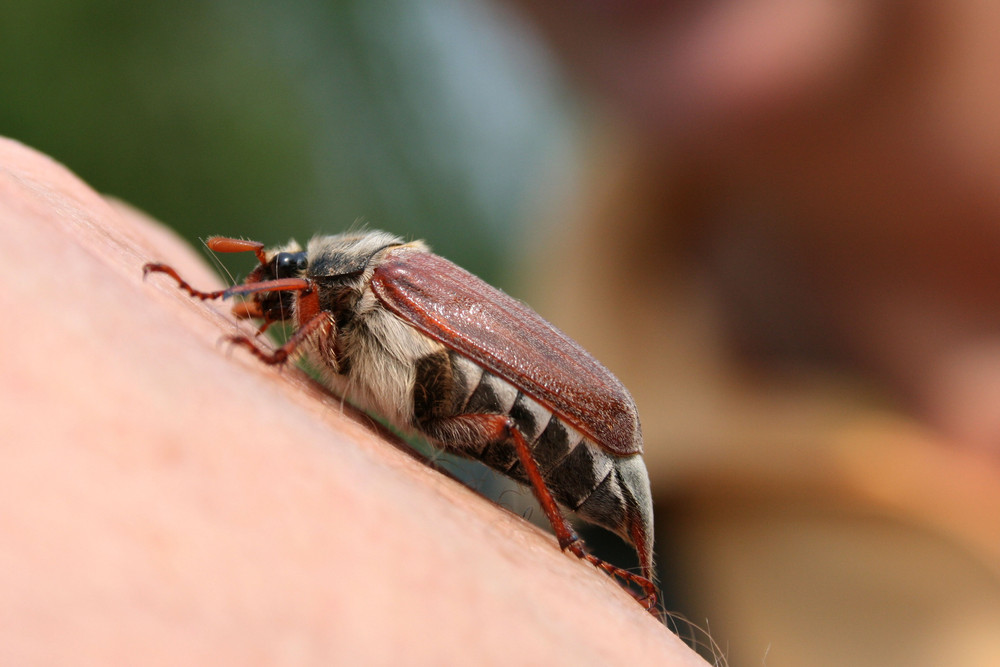 "Maikäfer flieg"