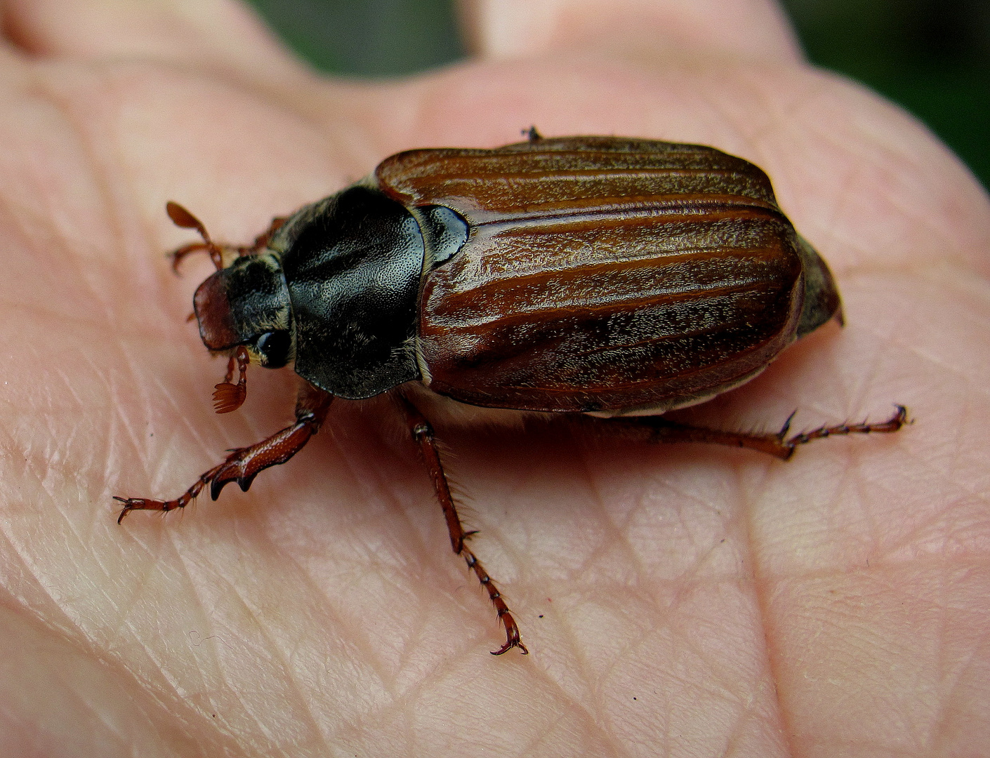 Maikäfer flieg